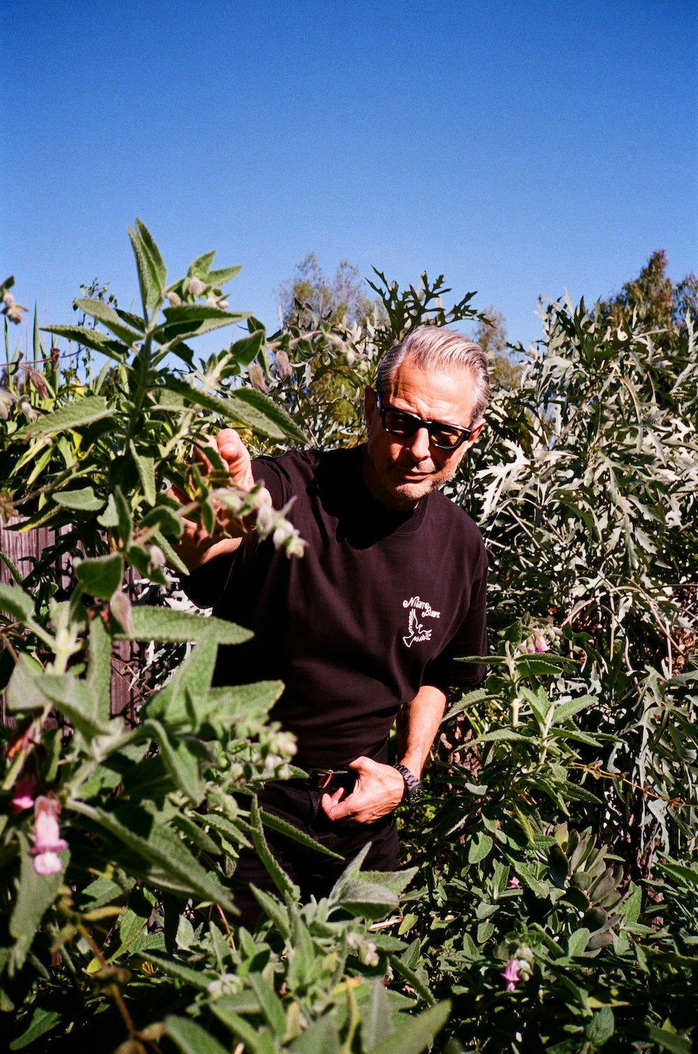 Jeff Goldblum And The Mildred Snitzer Orchestra - Night Blooms Tee - Black